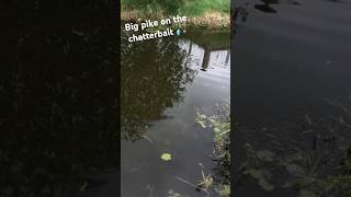 Grote snoek op helder water fishing [upl. by Riha]