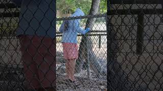 Alligator Tries to Climb Fence to Reach Its Feeders Head 🐊 nature alligator everglades shorts [upl. by Enaht]