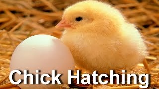 Baby Chick Hatching  Egg Hatching [upl. by Mamie]