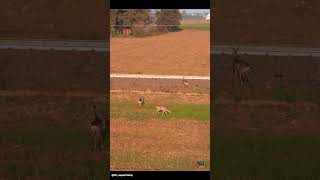 Caprioli trainspotters😂😂 naturephotography roedeer capriolo [upl. by Packer]