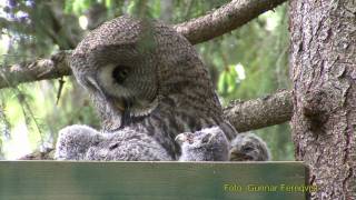 GREAT GREY OWL Lappuggla Strix nebulosa Klipp  21 [upl. by Pirali]