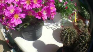 Lewisia and Echinopsis hybrid in bloom [upl. by Nelli]