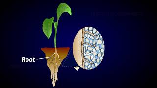 Mycorrhiza as biofertilizer [upl. by Tertias]