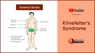 Klinefelters Syndrome Explained Genetics Characteristics and Complications [upl. by Joris]