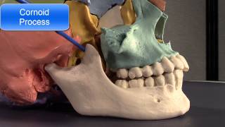 Human Cranial Osteology Part VI The Mandible [upl. by Siuluj]