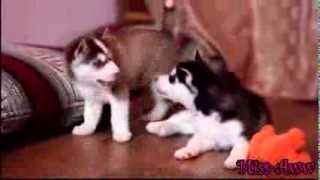 Husky puppies fighting over toyand then comes mama husky and takes toy away [upl. by Marcoux]