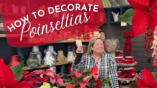 How to Decorate Poinsettias For The Holiday Season and How to Care for Your Poinsettia [upl. by Brandy]