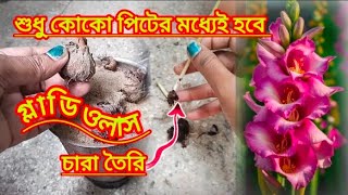 শুধু মাত্র কোকো পিটের মধ্যেই গ্লাডিওলাস ফুল গাছের বাল্ব থেকে চারা তৈরি একদম রেডি🤗gladiolusbulbs [upl. by Eulau214]