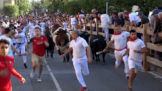 Encierro Tafalla 15082024  Ganadería Hermanas Azcona  Fiestas de Tafalla [upl. by Fries]