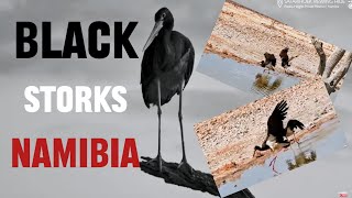 Namibia Safarihoek Live Wildlife Cam Bociany Czarne  Black Storks Ciconia nigra 🤭 02112024 [upl. by Netsyrc690]