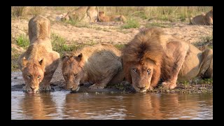 LIONS The Kambula Pride [upl. by Walburga571]