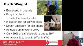 EPD Basics Part 1  Calving Ease [upl. by Stricklan]