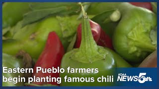 Eastern Pueblo County farmers start to plant the famous chili peppers [upl. by Jae]