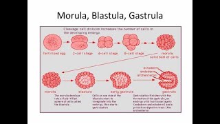 Difference between Blastula and Morula embryo division stages [upl. by Lion]