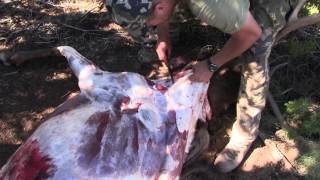 Elk Hunting Gutless Field Dressing Method 2 [upl. by Nosila]