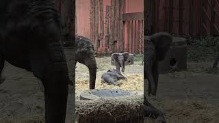 Baby elephants in Beeksebergen Baby elephants in Beeksebergen [upl. by Nitsed161]