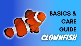 Clownfish Basics And Care Guide [upl. by Nelg]