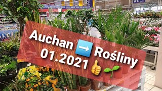 🌱Rośliny kwiaty w Auchan Promocje 👌 przeceny roślin doniczkowych ziemia nasiona 🌱👍 Odc 1262 [upl. by Anilef319]