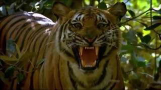 Shortest Youtube Video  Tiger Roar [upl. by Anthiathia]