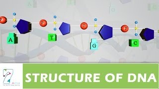 STRUCTURE OF DNA [upl. by Helsell]