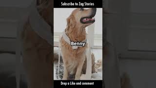 Benny is the cutest pillow thief 😭 shorts dog pillow [upl. by Suoivatco719]