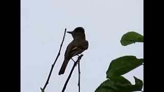 Great crested flycatcher in mulberry tree [upl. by Auberta554]