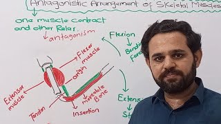 Antagonistic arrangement of muscles  Class 12  NBF  FBISE [upl. by Aicram]