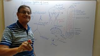 Digestive system of Hirudinaria Leech jonk [upl. by Neuburger173]