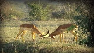 Antelopes fight  Pelea de Antílopes [upl. by Samson]