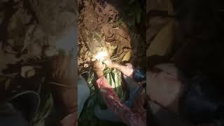 Another dog run and agouti pen and extraction extreme Hunters Trinidad and Tobago 🇹🇹 [upl. by Lleoj940]