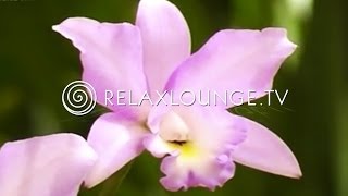 Hintergrundmusik  Ruhig Harmonie Musik zum Lernen Natur  ORCHIDEEN [upl. by Aehc]