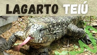 LAGARTO TEIÚ COMENDO UVA DA VIDEIRA SHORTS [upl. by Assened125]