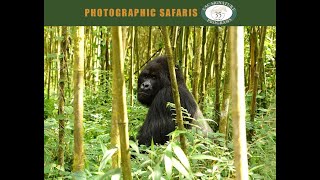 12 Day  Group Primate and Plains Safari to Uganda and Rwanda [upl. by Aitropal]