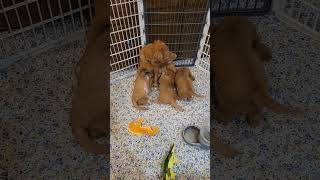 Toller Puppies Saturday Morning Breakfast [upl. by Della]