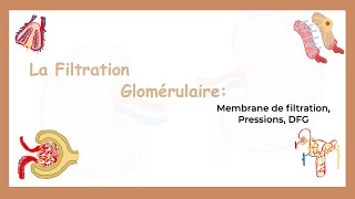 La Filtration Glomérulaire Membrane De Filtration Pressions et DFGSystème Urinaire [upl. by Tobiah]