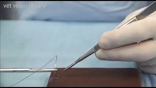 Cruciate Suture Pattern  Vet video library [upl. by Sisto]