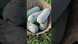 Ripe leek farming planting plantinggarlic satisfying plantingtechniques vegetable [upl. by Asilahs372]