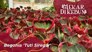 Kebun Raya Balii Mekar di Kebun  Begonia Tuti Siregar [upl. by Alleiram]