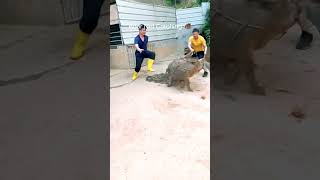 Boar Net Catching Technique animals funny pig baboy tamil DISCLAIMER No Animals Were Harmed ✅ [upl. by Kilgore]