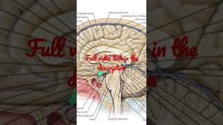 Diencephalon  Situation and subdivisions Anatomy mbbs education [upl. by Menendez675]