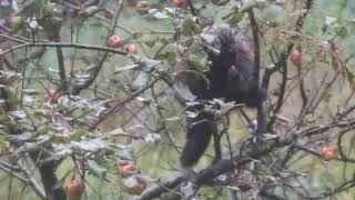 Porcupine eating my Honeycrisps [upl. by Ide916]