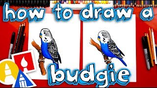 How To Draw A Budgie Parakeet [upl. by Fawcett]