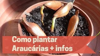 Como plantar Araucárias  Informações importantes [upl. by Winthrop]