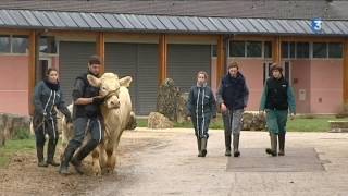 Des lycéens préparent leurs vaches pour le Salon de l’agriculture 2017 [upl. by Dunc]