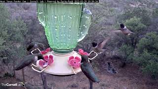 Hummingbirds Swarm West Texas Feeders as Night Approaches  May 29 2023 [upl. by Ekenna]