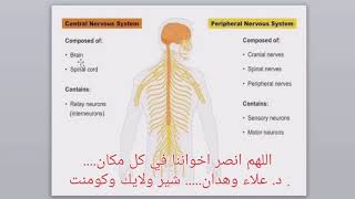 sympathetic and parasympathetic system [upl. by Howlyn34]