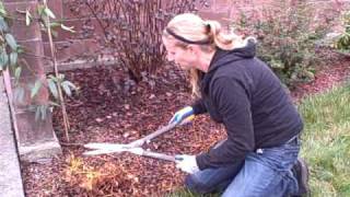 How To Prune Astilbes After Theyve Gone Winter Dormant [upl. by Mont]