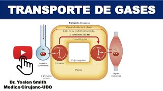 TRANSPORTE DE GASES RESPIRATORIOS FACIL Y SENCILLO [upl. by Tevis]