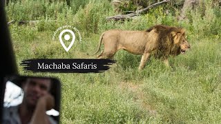 Male lions fight for dominance  Gomoti Plains Camp [upl. by Hanikas27]