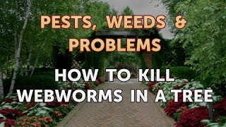 How to Kill Webworms in a Tree [upl. by Sakmar]